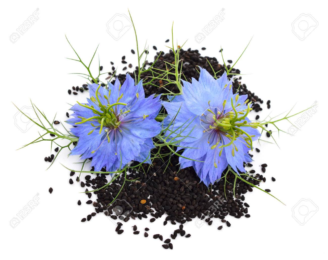 Nigella sativa or fennel flower, nutmeg flower, black caraway, Roman coriander, black cumin, black sesame, blackseed, black caraway, Bunium persicum. Isolated. - 30146995 Nigella sativa or fennel flower, nutmeg flower, black caraway, Roman coriander, black cumin, black sesame, blackseed, black caraway, Bunium persicum. Isolated. - 30146995