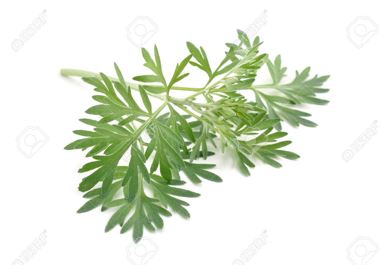 Artemisia absinthium isolated on white background. - 44810465 Artemisia absinthium isolated on white background. - 44810465