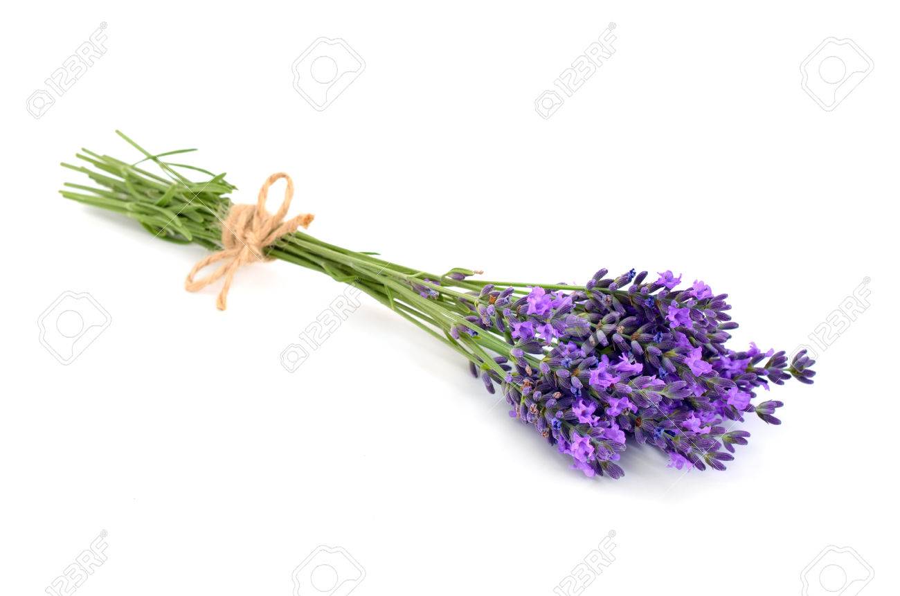 Lavender bunch with a jute rope. Isolated on white background. - 44811233 Lavender bunch with a jute rope. Isolated on white background. - 44811233