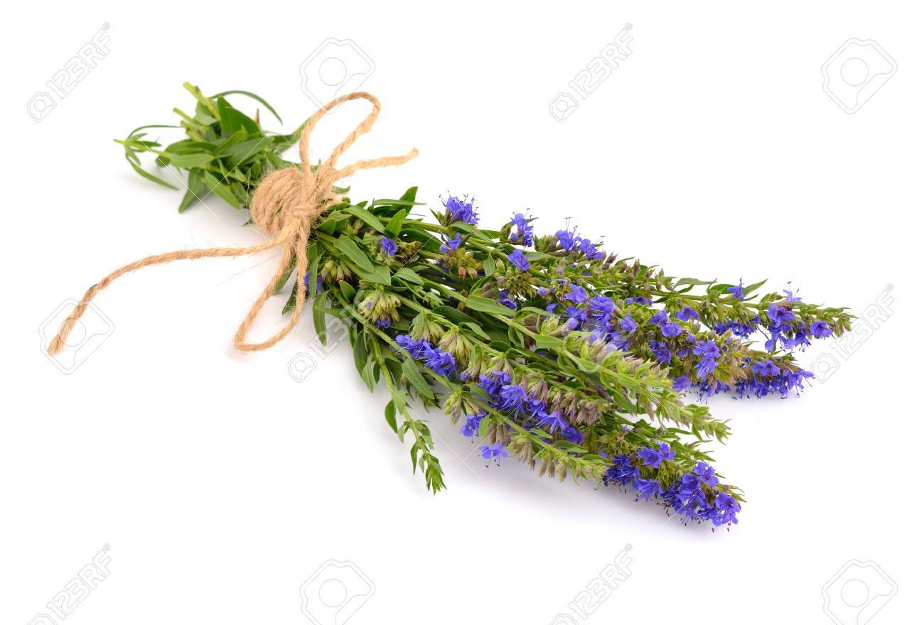 Hyssopus officinalis or hyssop. Isolated on white background. - 61673790 Hyssopus officinalis or hyssop. Isolated on white background. - 61673790