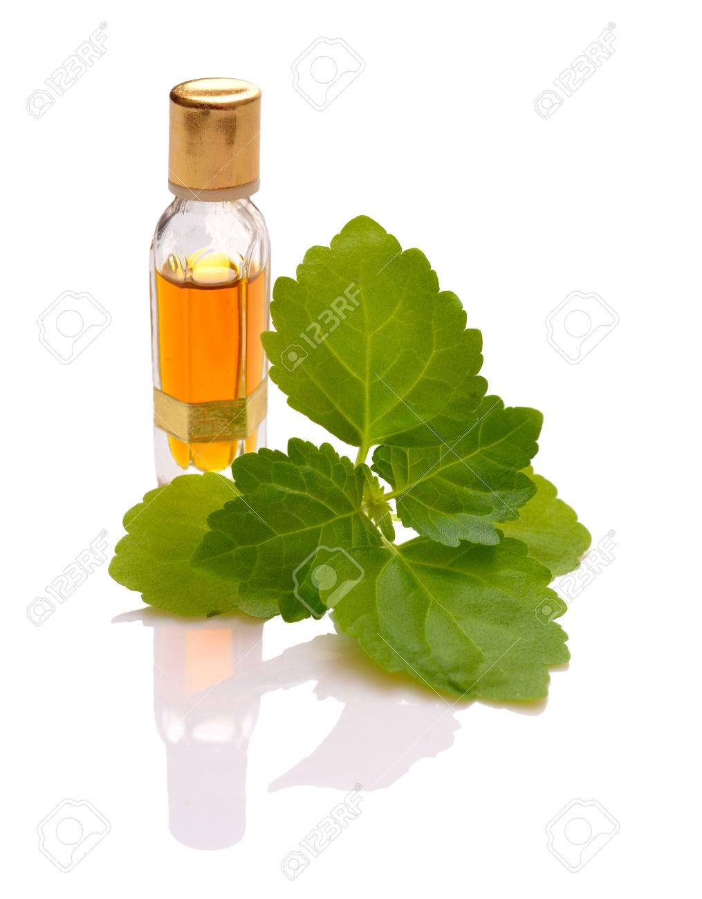 Patchouli sprig with essential oil. Isolated with reflection on white background. - 61674179 Patchouli sprig with essential oil. Isolated with reflection on white background. - 61674179