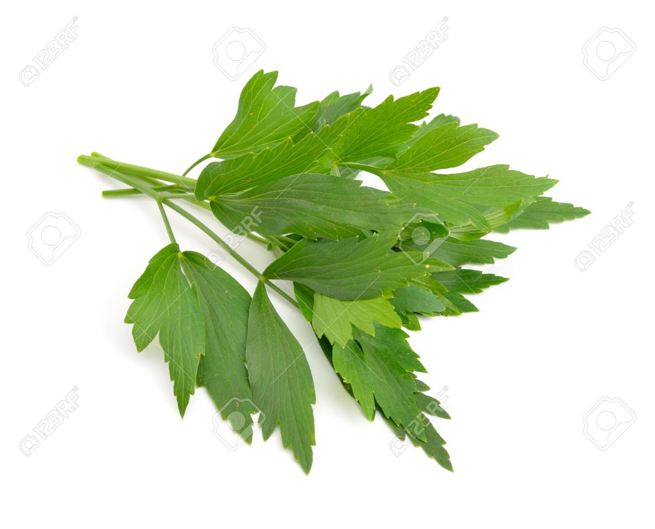 Lovage, Levisticum officinale. Isolated on white backgrounbd. - 71832145 Lovage, Levisticum officinale. Isolated on white backgrounbd. - 71832145