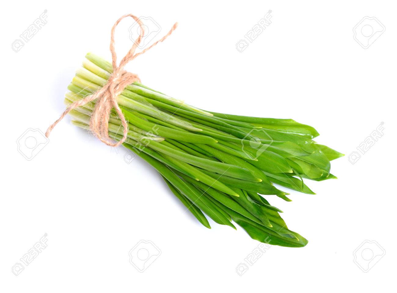 アリウム Ursinum ラムソン Buckrams 野生ニンニク 広葉樹のニンニク 木製ニンニク 熊ネギやクマのニンニクとして知られています 分離されました の写真素材 画像素材 Image 76532271