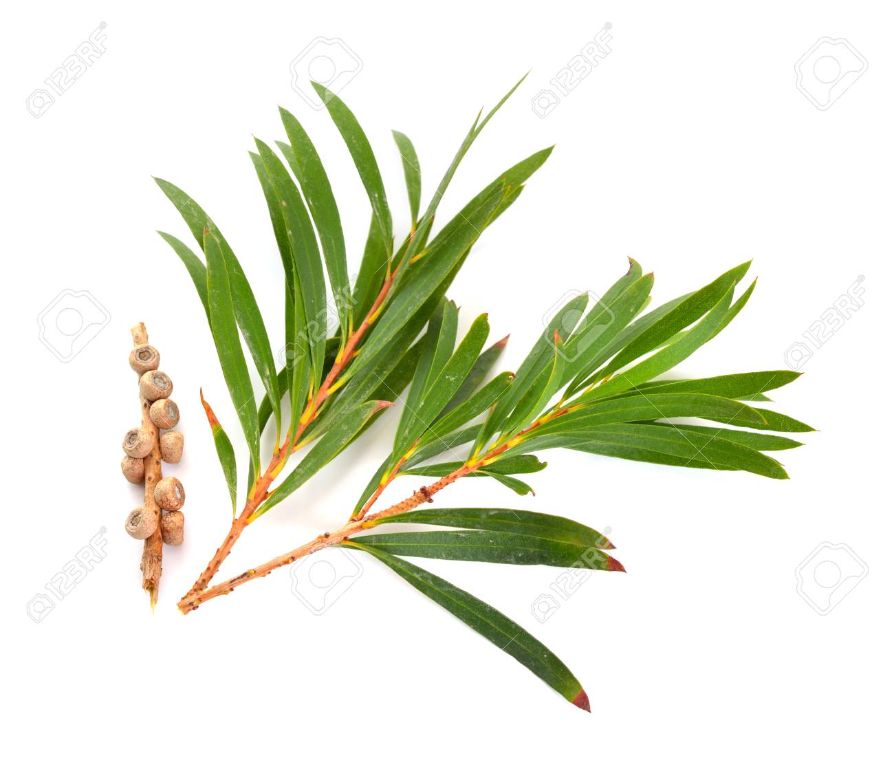 Melaleluca (tea tree) twigs with leaves and seeds. Isolated on white background. - 91031709 Melaleluca (tea tree) twigs with leaves and seeds. Isolated on white background. - 91031709