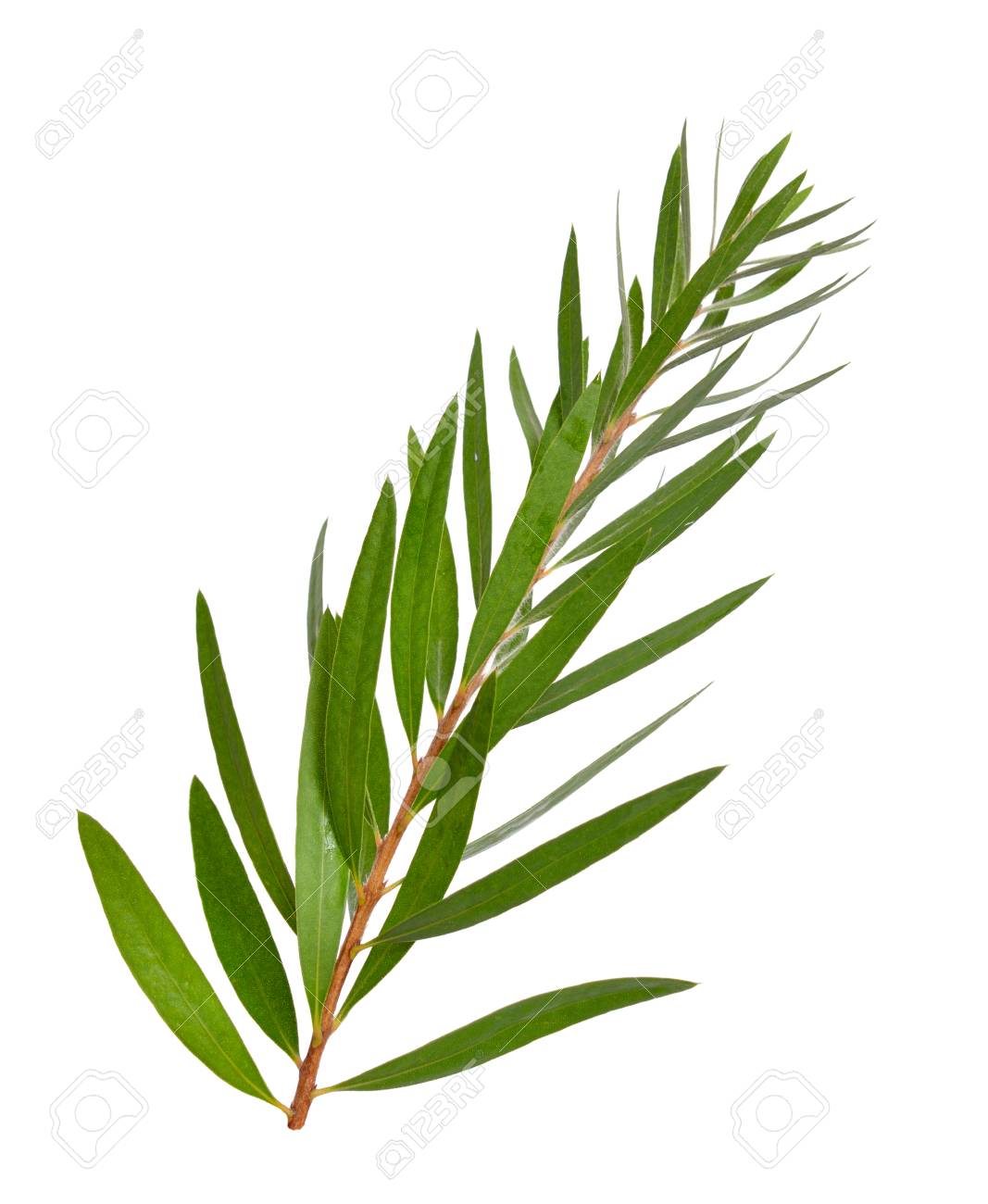 Melaleuca tea tree twig. Isolated on white background. - 104717888 Melaleuca tea tree twig. Isolated on white background. - 104717888
