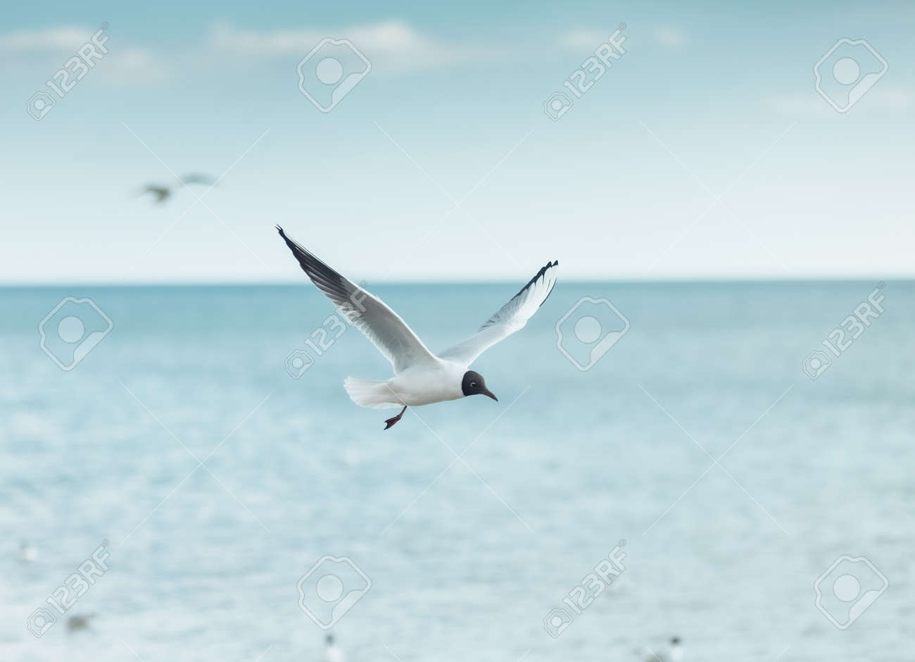 etiam-dictum-ipsum-a-felis