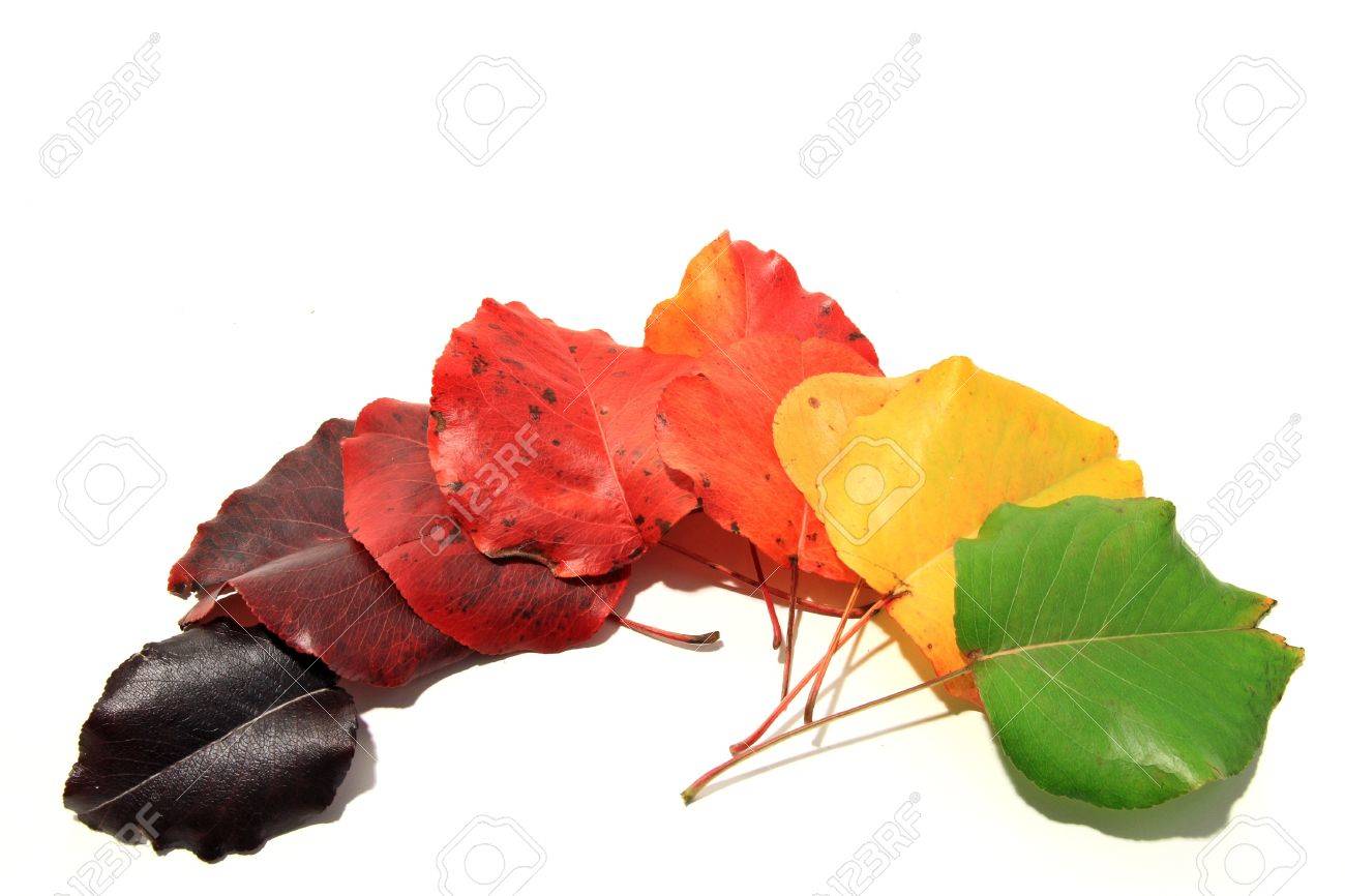 leaves of bradford pear indifferent stages of color stock photo