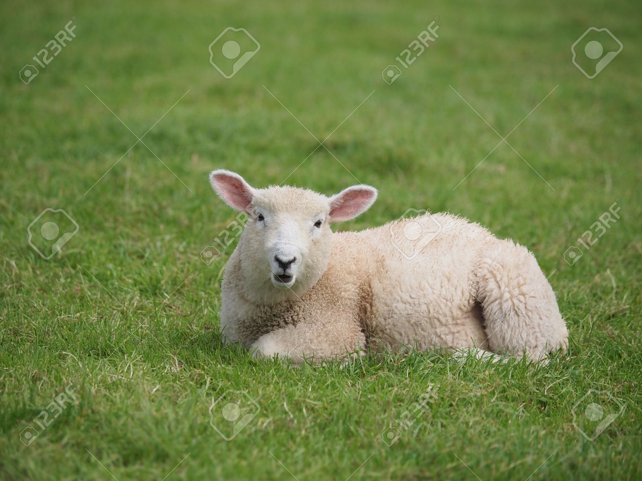 Cute Lamb Lying Down In Meadow Stock Photo Picture And Royalty Free Image Image 14894506