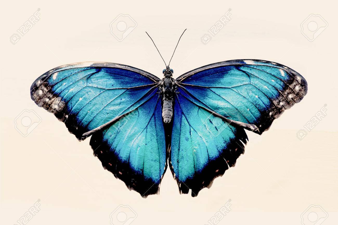 COOL BLUE BUTTERFLY GLOSSY POSTER PICTURE PHOTO beautiful wings tropical 1842 COOL BLUE BUTTERFLY GLOSSY POSTER PICTURE PHOTO beautiful wings tropical 1842