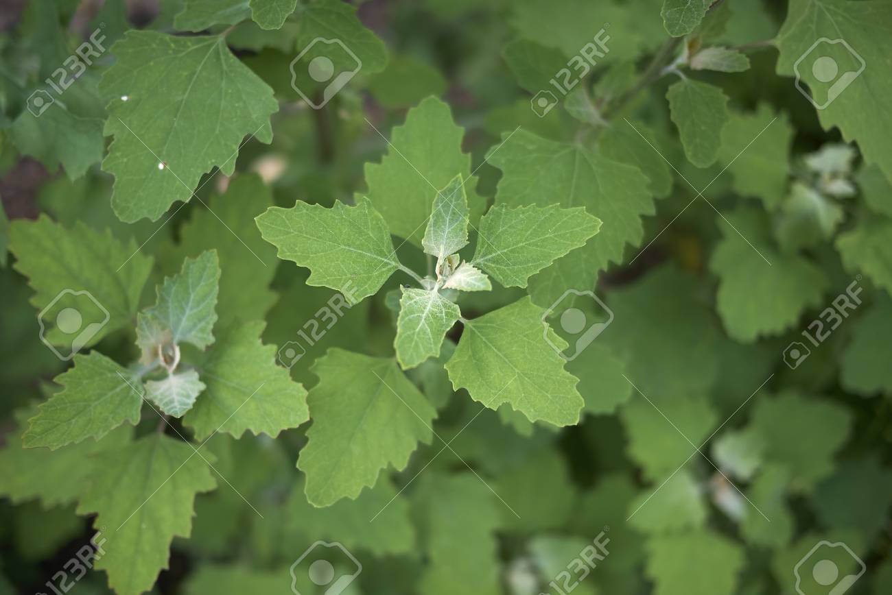 chenopodium album fresh leaves photo album leaves