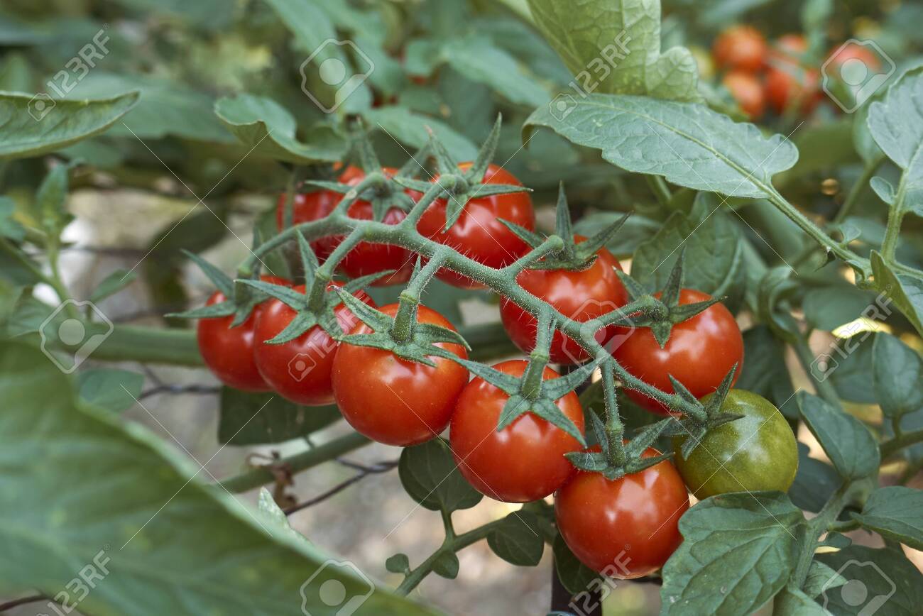 Lycopersicon Esculentum Plant Stock Photo Picture And Royalty Free Image Image 120983651