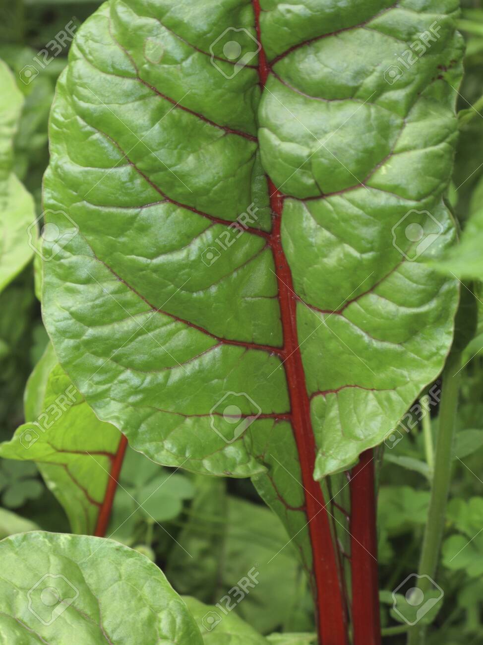 Colorful Foliage Of Swiss Chard Plant Stock Photo Picture And Royalty Free Image Image
