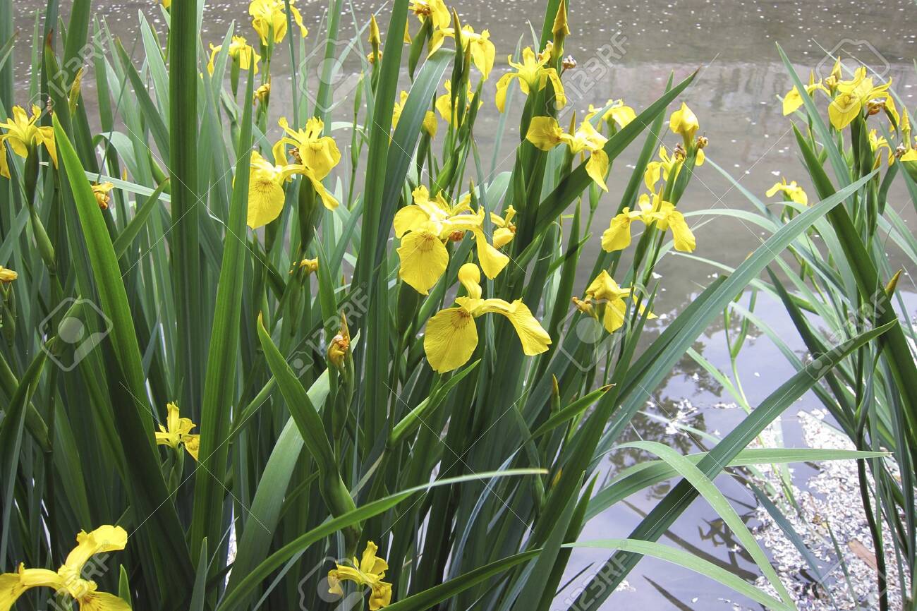 TÌNH YÊU CÂY CỎ ĐV 6 - Page 94 135962733-yellow-blossom-of-iris-pseudacorus-plants