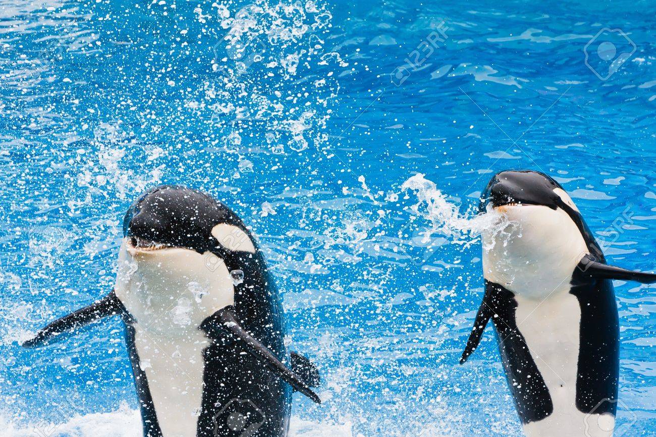 シャチは 空気中のジャンプと群衆の中に唾を吐きします の写真素材 画像素材 Image