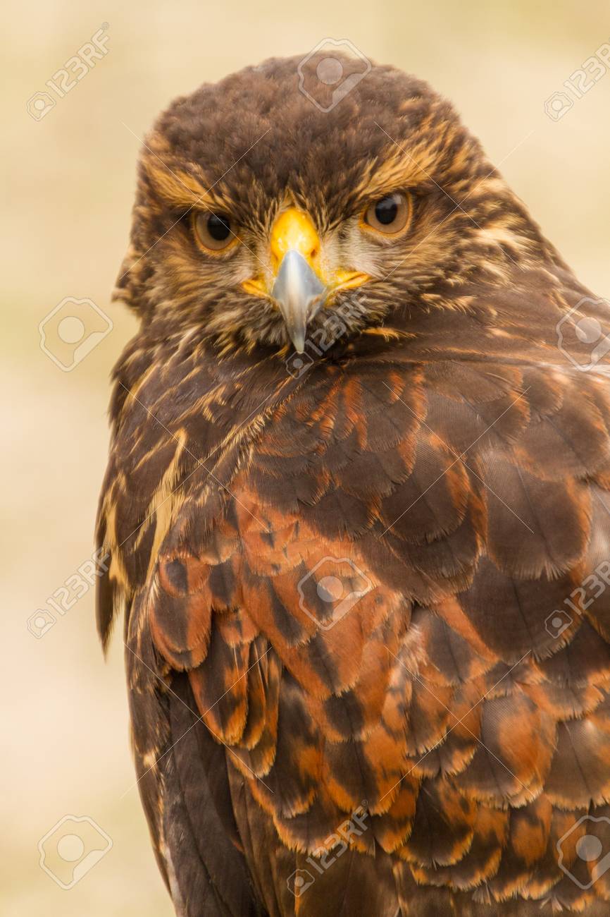Upper Body, Head Front View Of A Captive Harris Hawk, Falconry Stock Photo,  Picture and Royalty Free Image. Image 88425678.