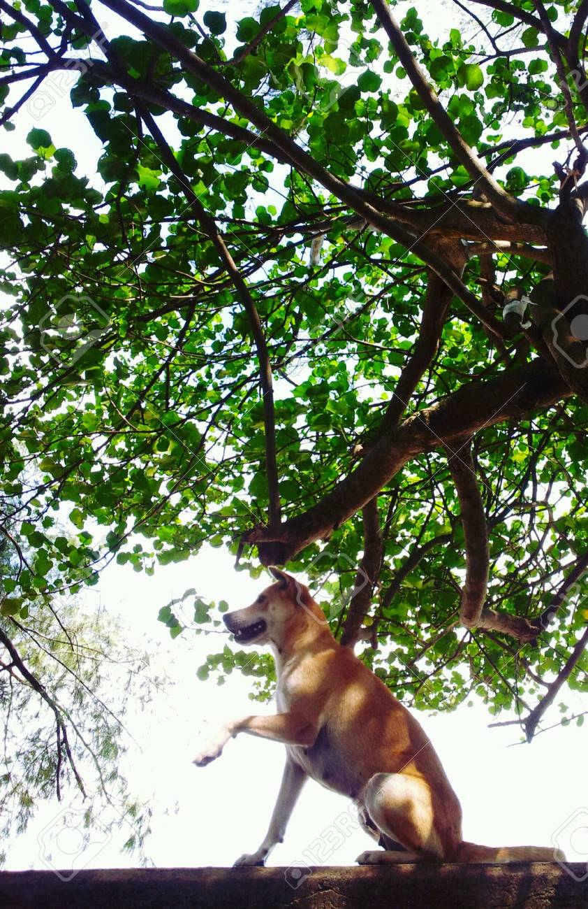 etiam-dictum-ipsum-a-felis