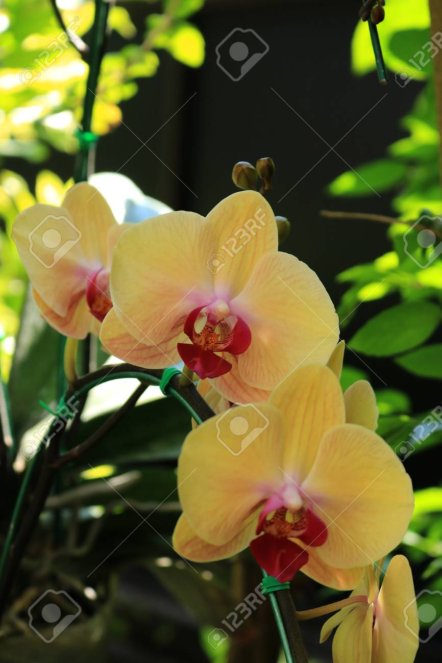 yellow phalaenopsis orchid stock photo picture and royalty free