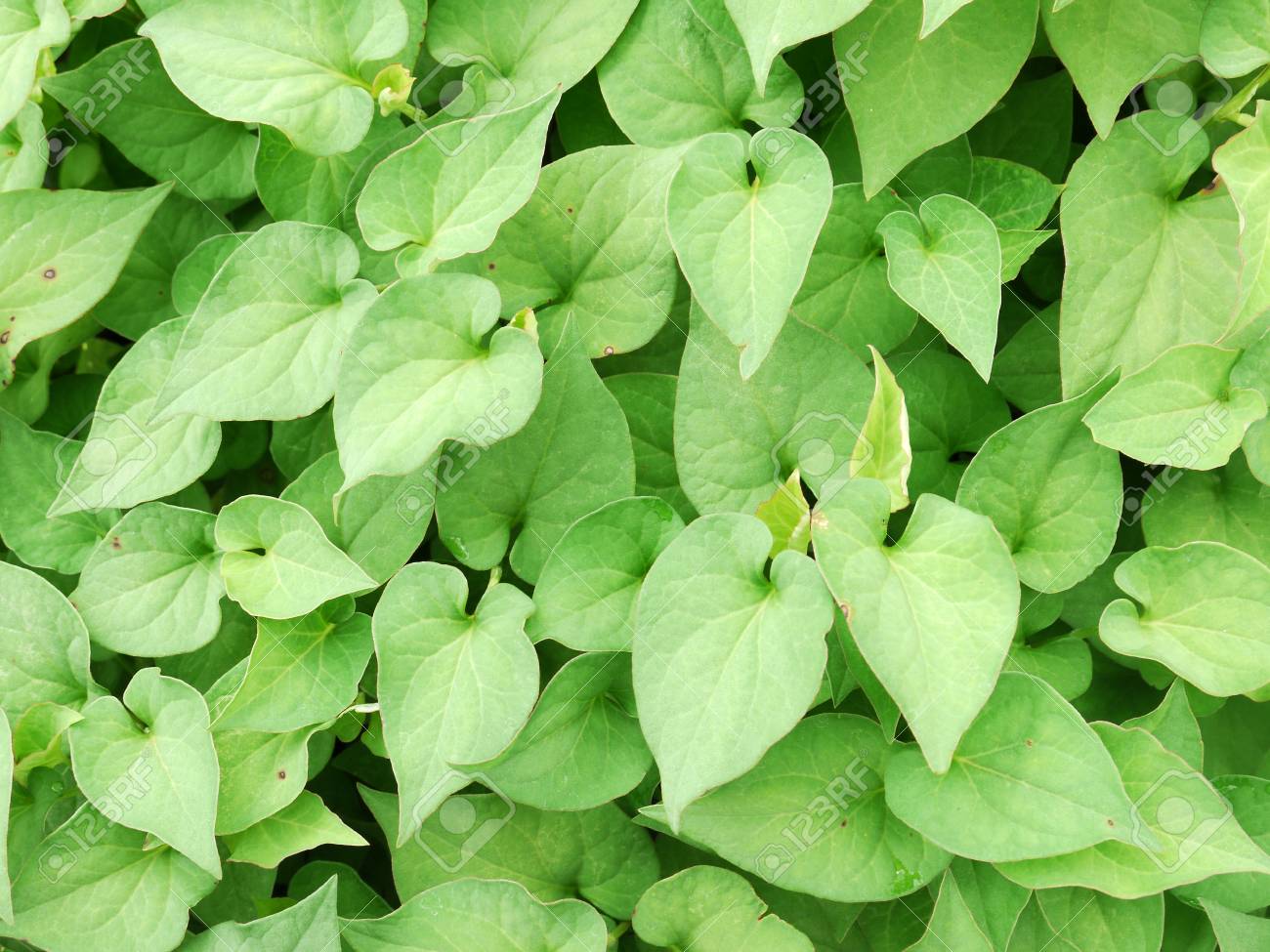 Houttuynia Cordata Thunb Leaf Stock Photo Picture And Royalty Free Image Image 59462129