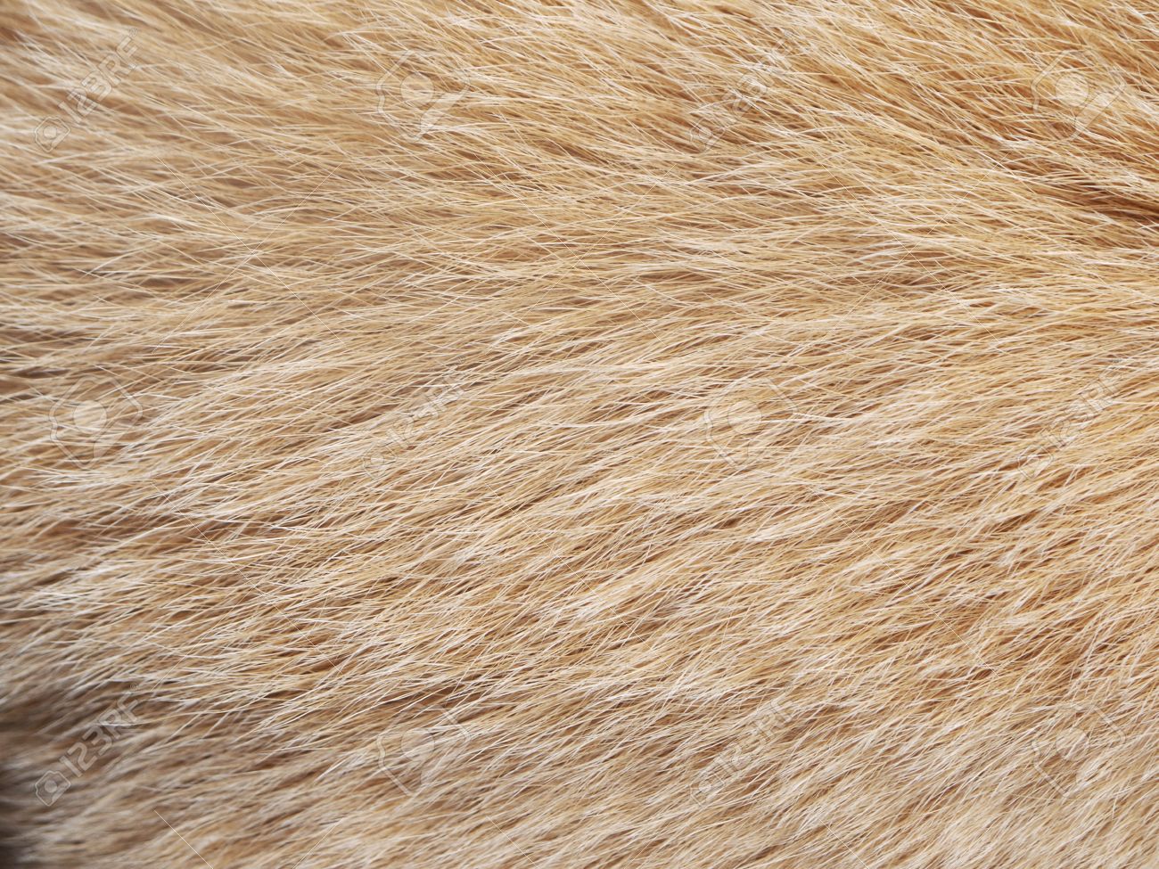 犬の毛 葉脈のテクスチャ の写真素材 画像素材 Image