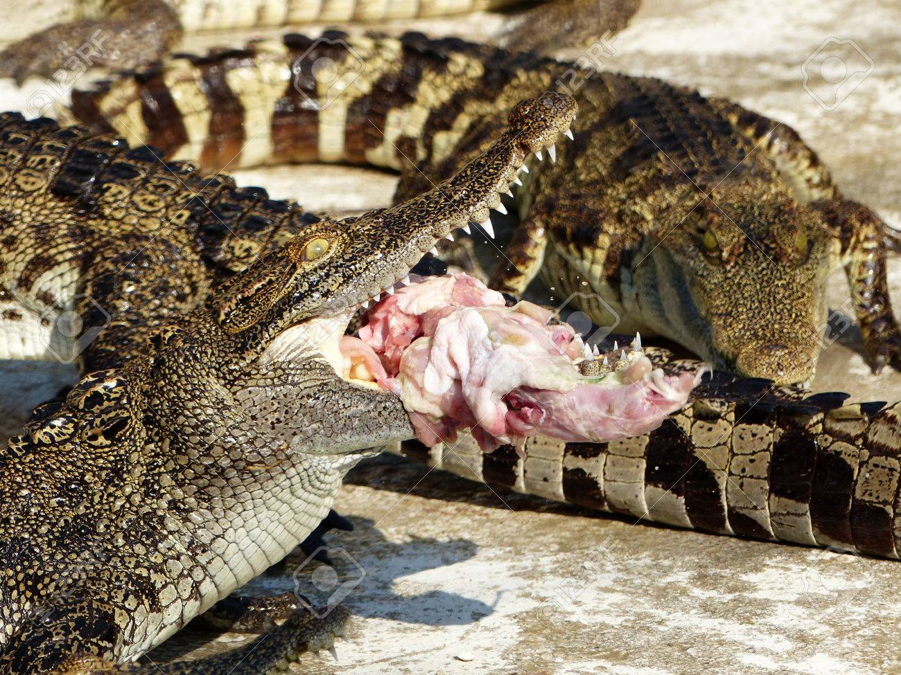 ワニを食べる鶏の写真素材・画像素材 Image 60295440