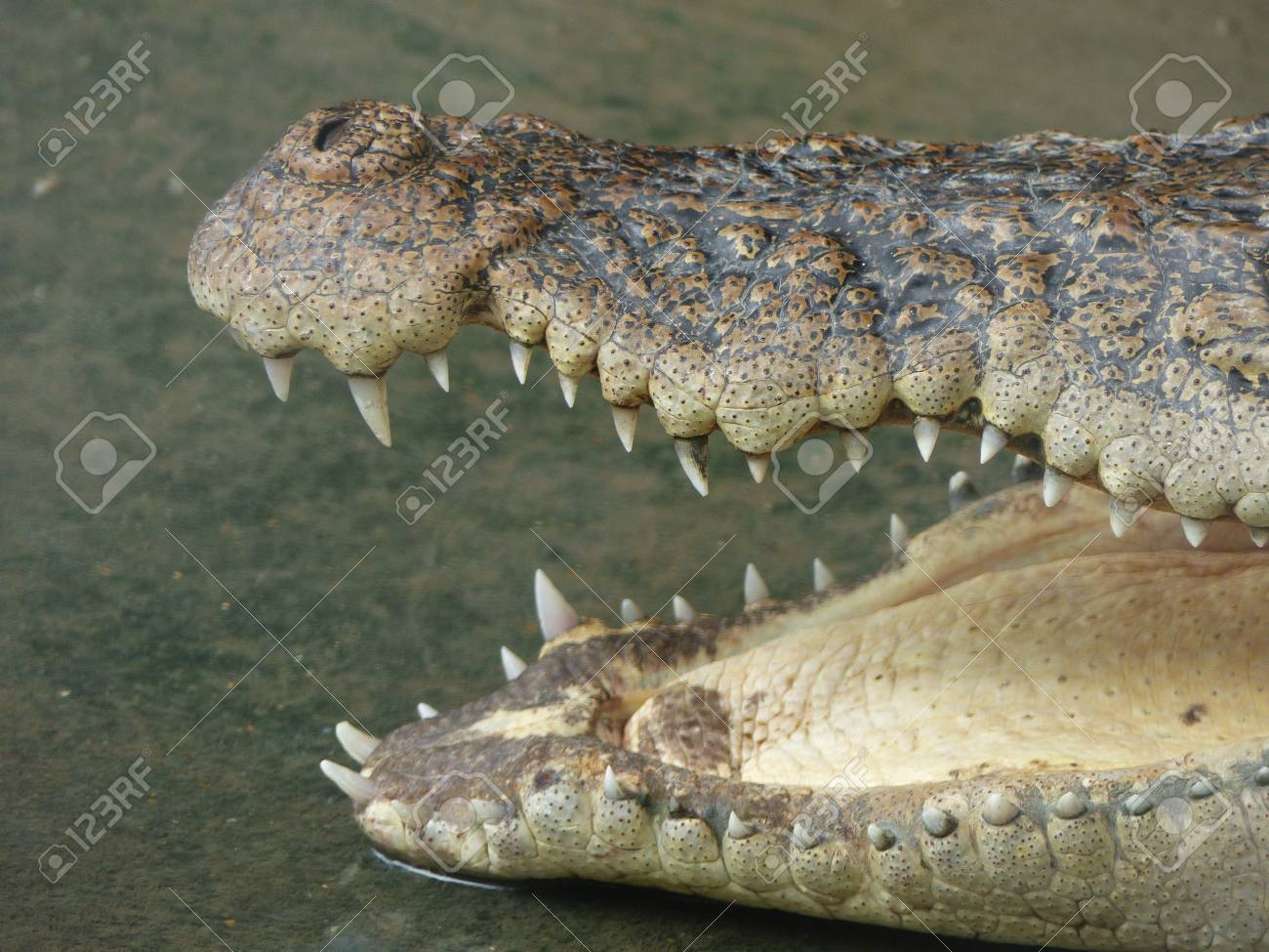 特大！ワニの牙☆歯