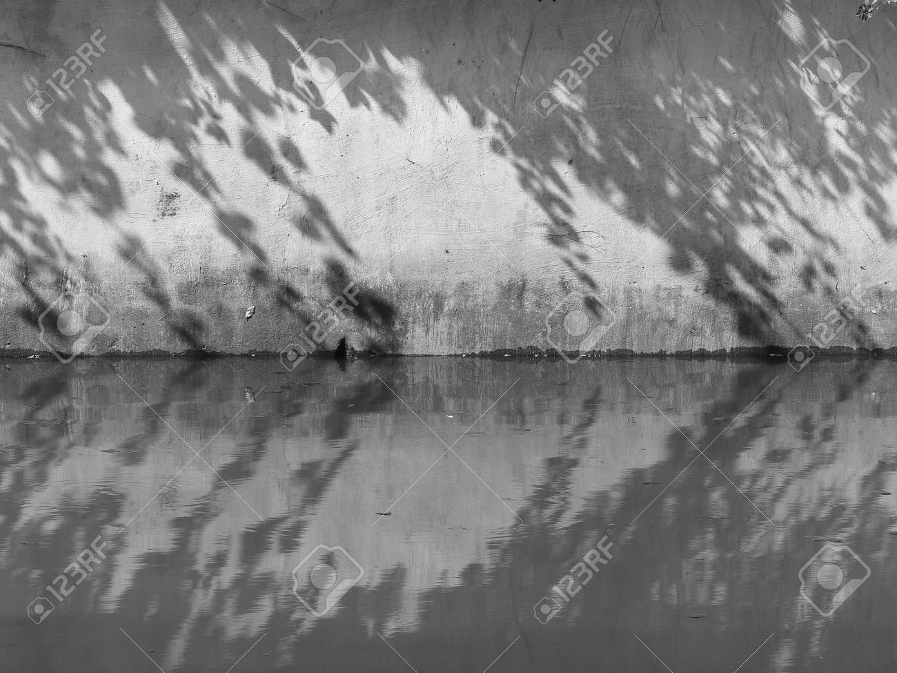 Black And White Shadow Leaf On Wall With Water Reflection Stock Photo Picture And Royalty Free Image Image