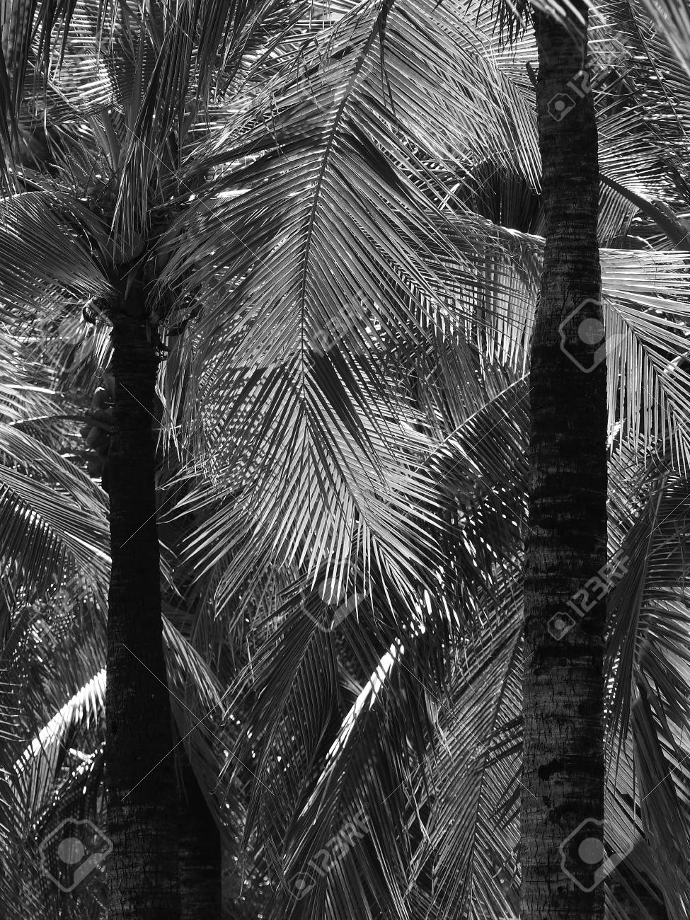 Feuilles De Cocotier Noir Et Blanc Avec De La Lumiere Et De L Ombre Banque D Images Et Photos Libres De Droits Image