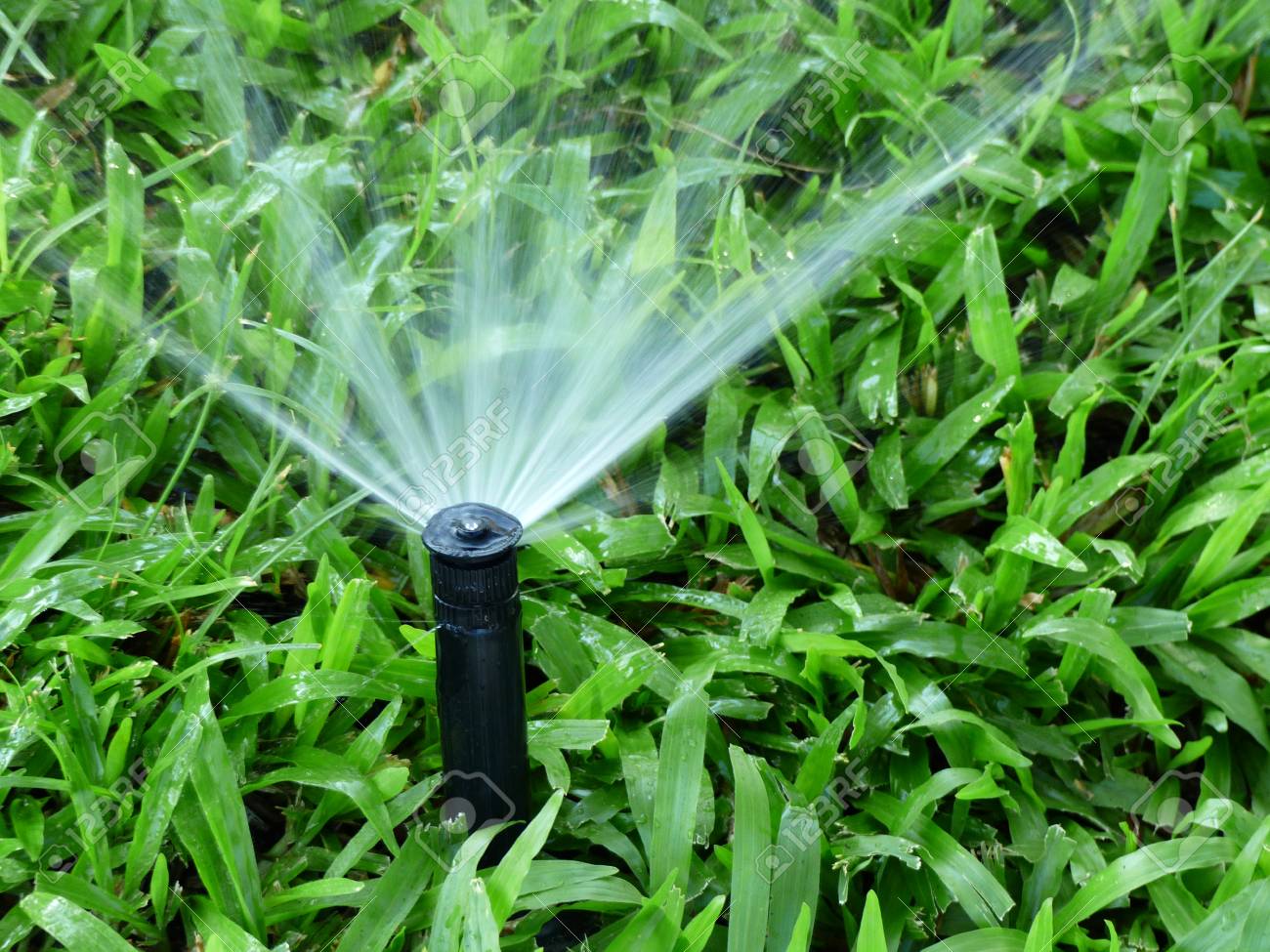庭の草の芝生の散水スプリンクラー の写真素材 画像素材 Image