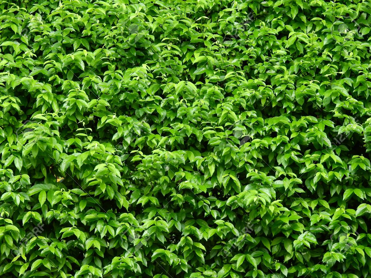 green leaf of bush wall in garden