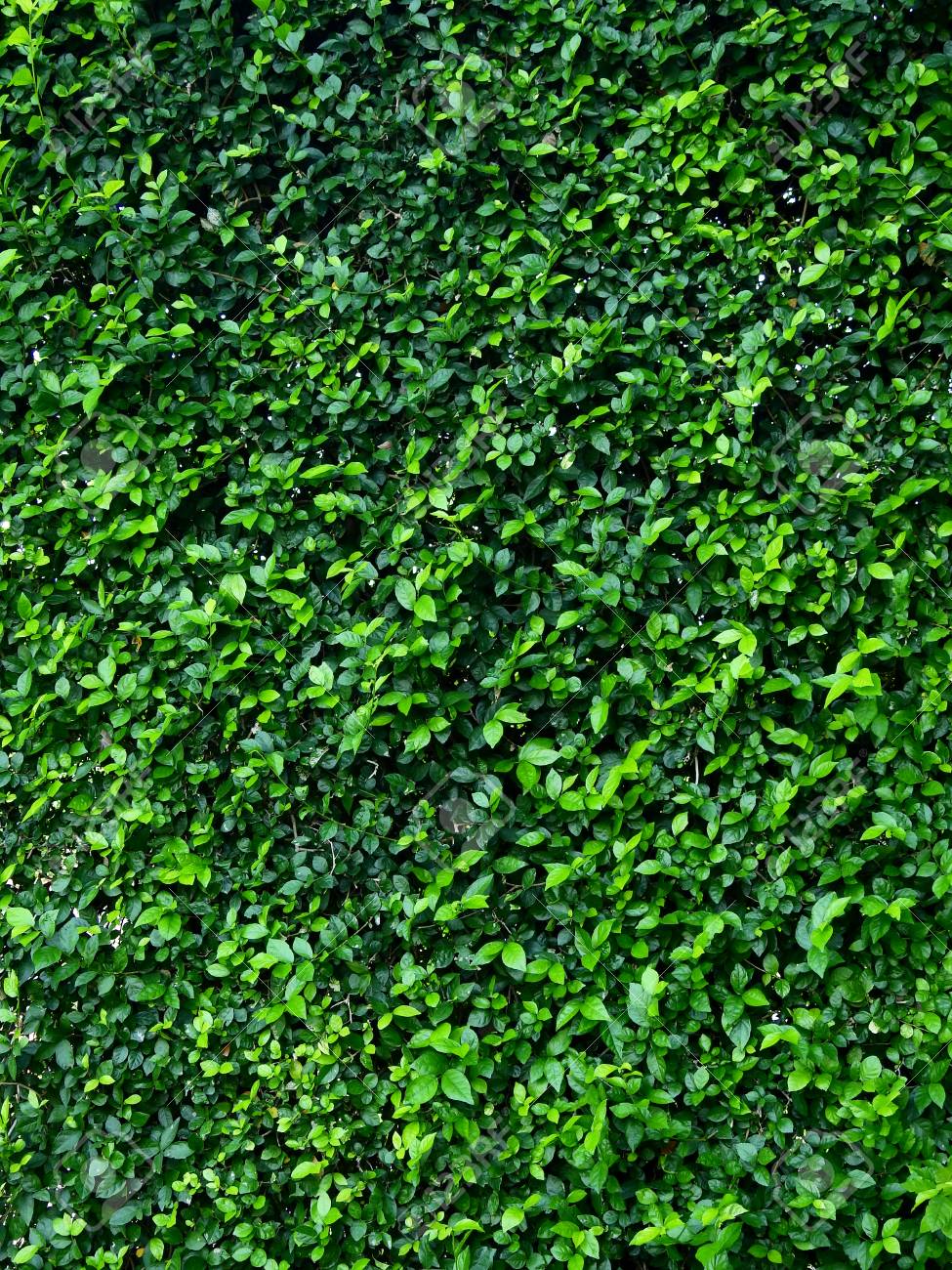 green ivy bush wall in garden