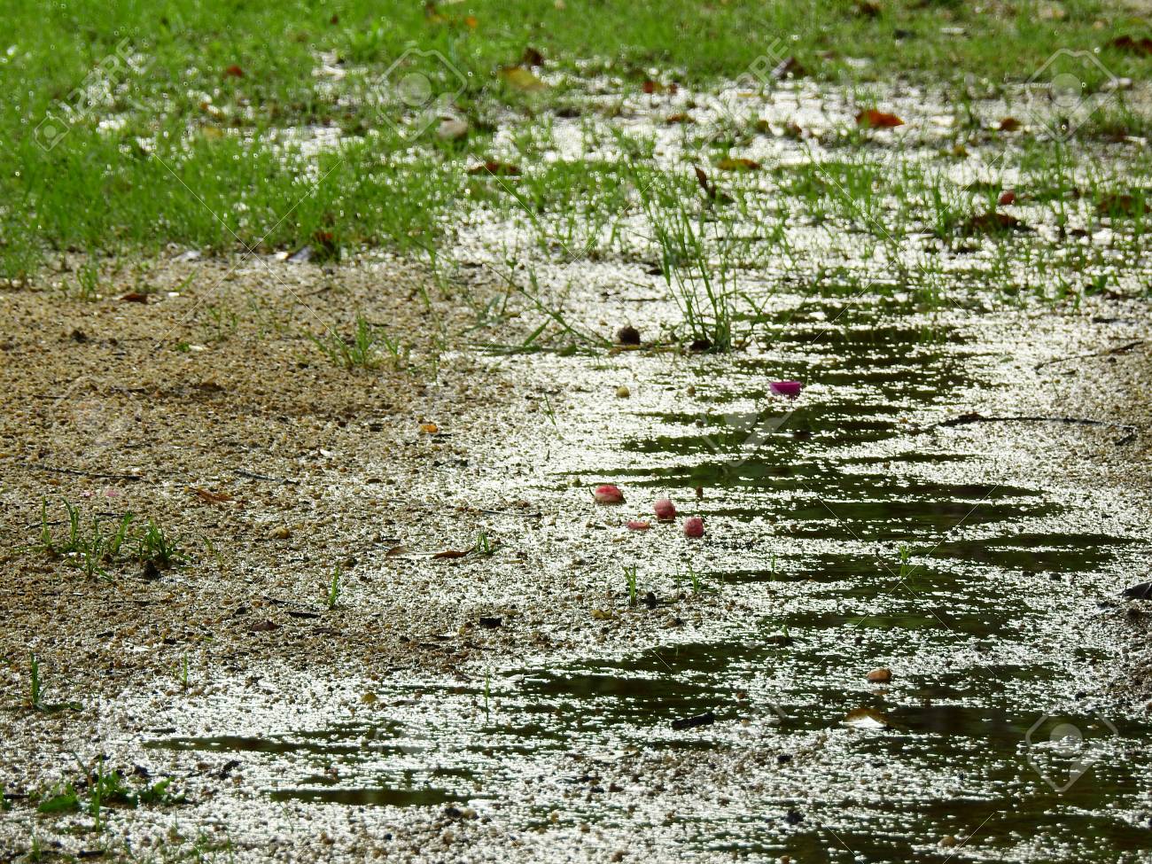 Wet Ground After Rain Stock Photo Picture And Royalty Free Image Image Wet Ground After Rain Stock Photo Picture And Royalty Free Image Image
