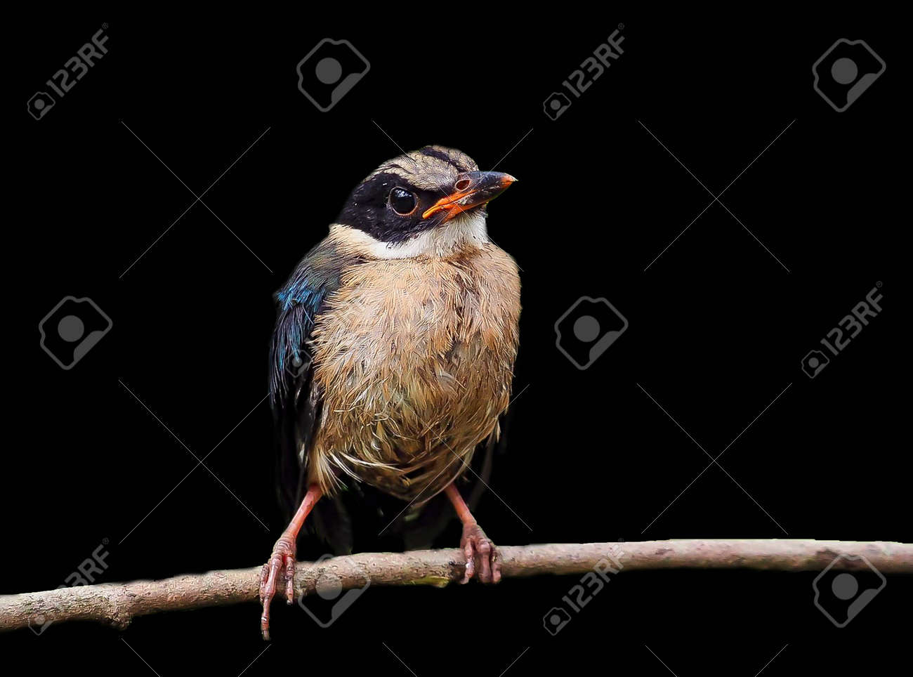 etiam-dictum-ipsum-a-felis