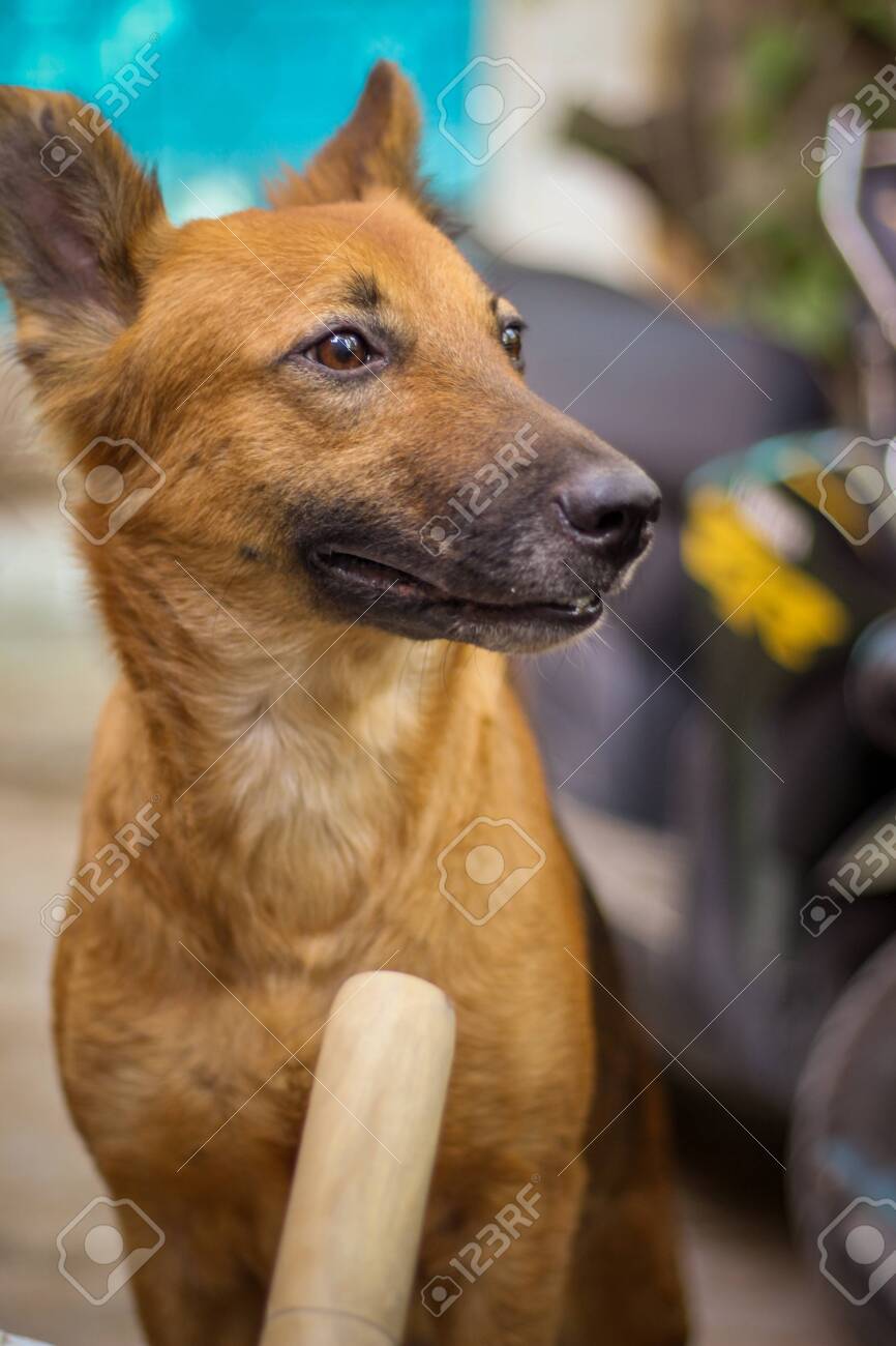 smooth coat german shepherd