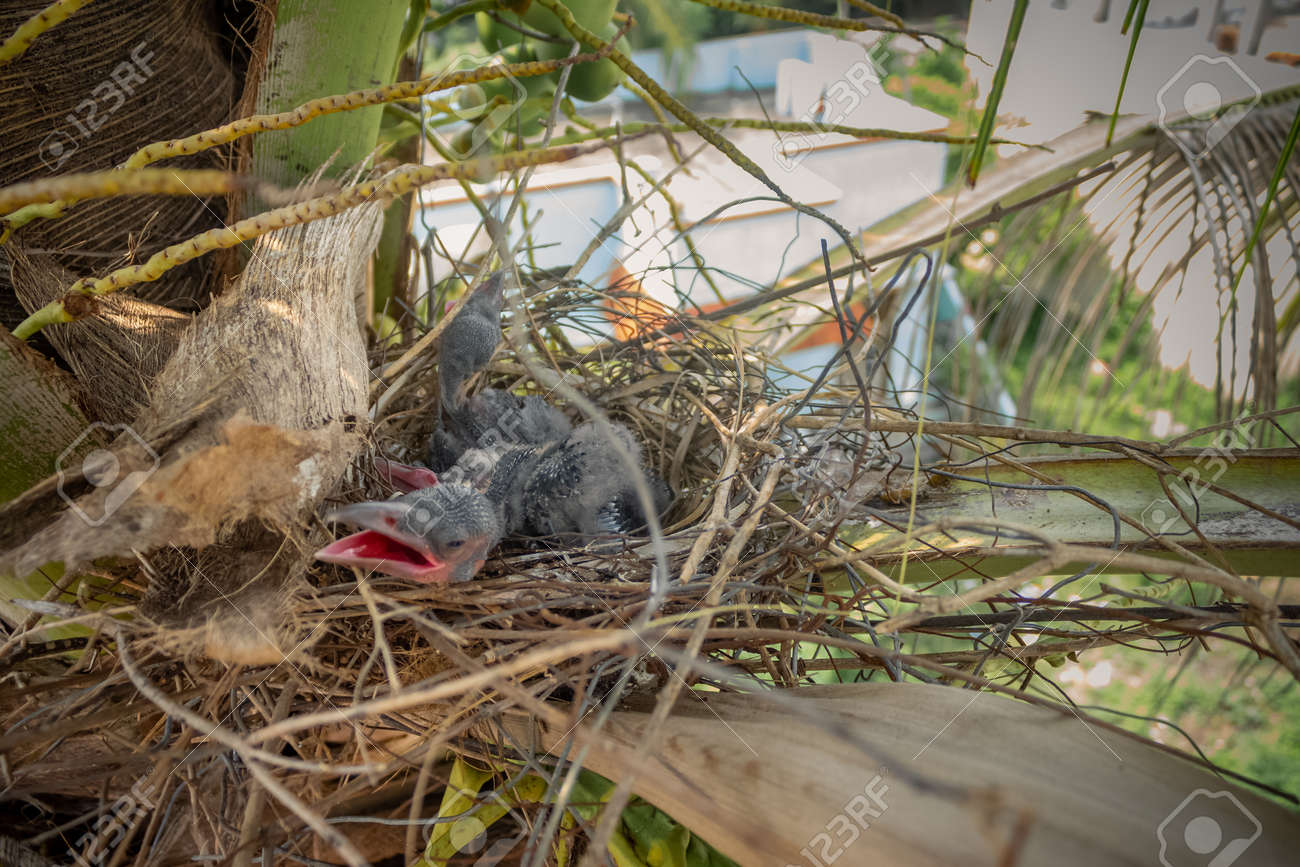 巣穴からのぞく小鳥 巣穴からのぞく小鳥