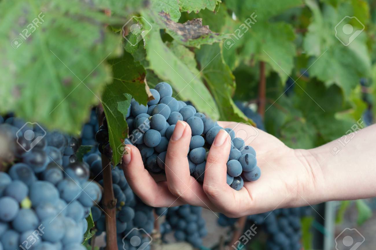 Grapes harvest. A hand of a vintner or grape farmer inspecting the black ripe grape harvest - 52078984 Grapes harvest. A hand of a vintner or grape farmer inspecting the black ripe grape harvest - 52078984