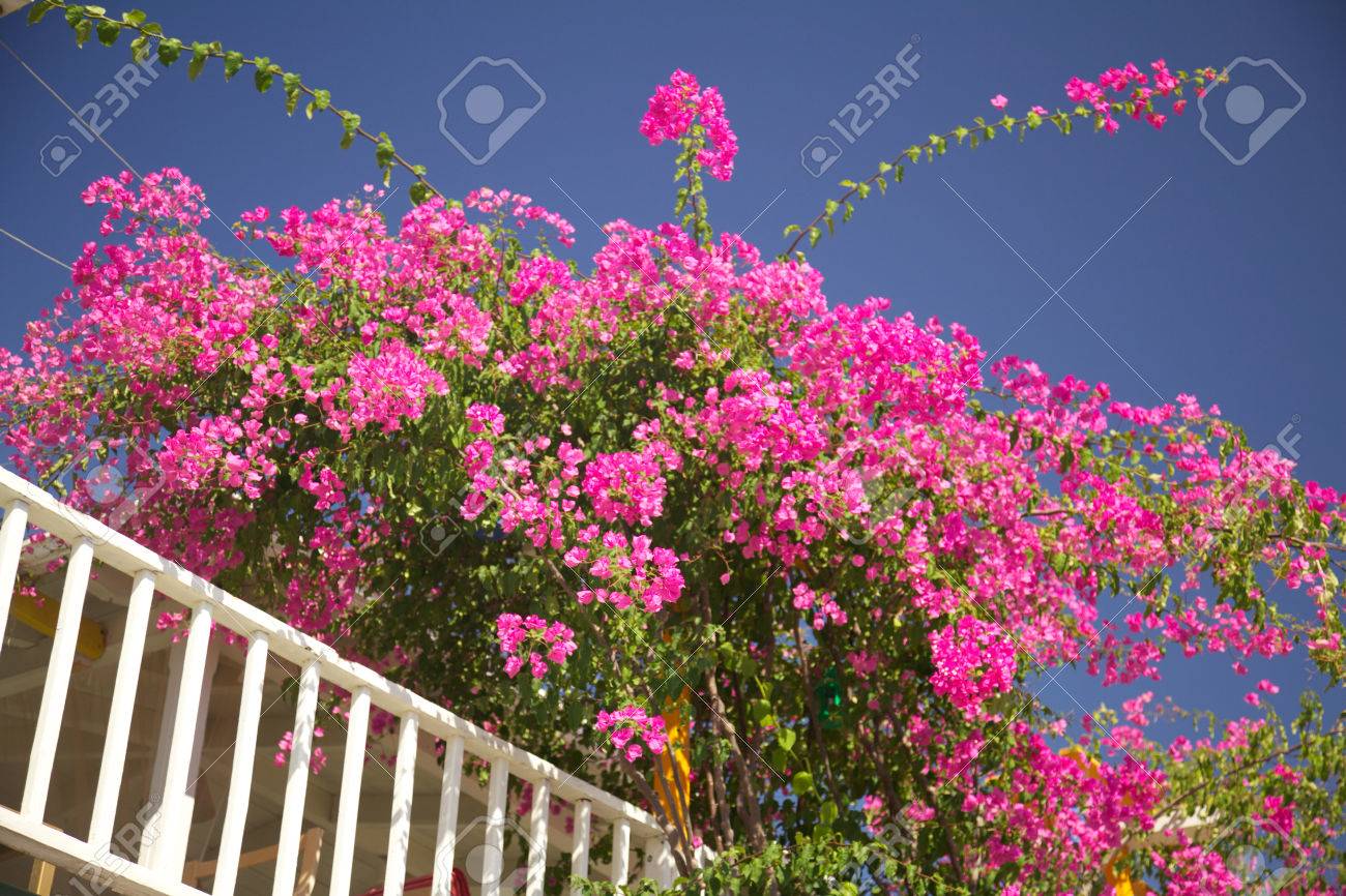 Typique île Grecque Fleur Rose