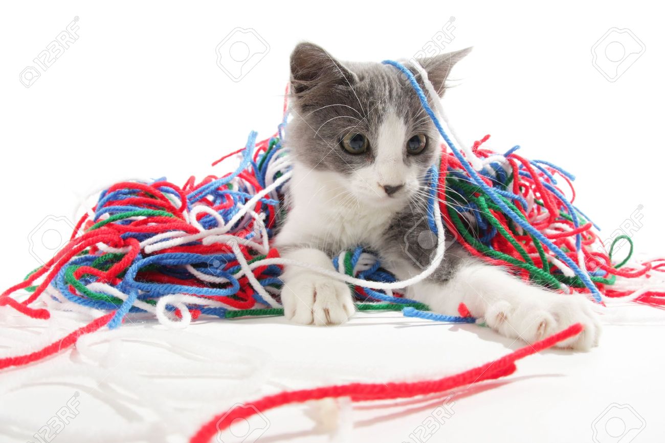 cat playing with yarn