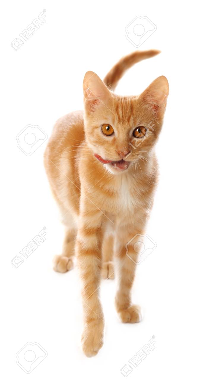 little orange cat