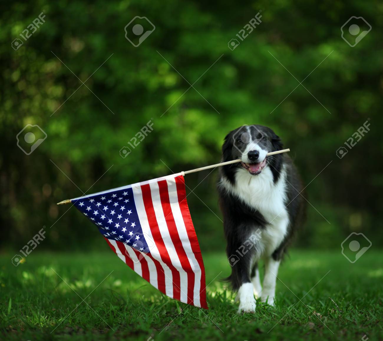 Happy border collie carrying USA flag - 99821867 Happy border collie carrying USA flag - 99821867