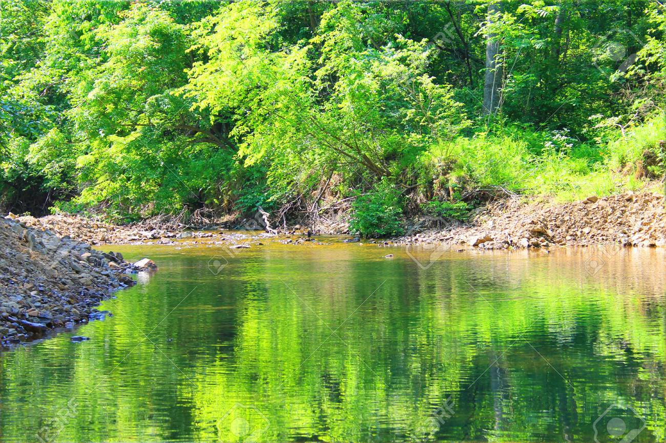 緑の森の中できれいなおよび反射のプール の写真素材 画像素材 Image