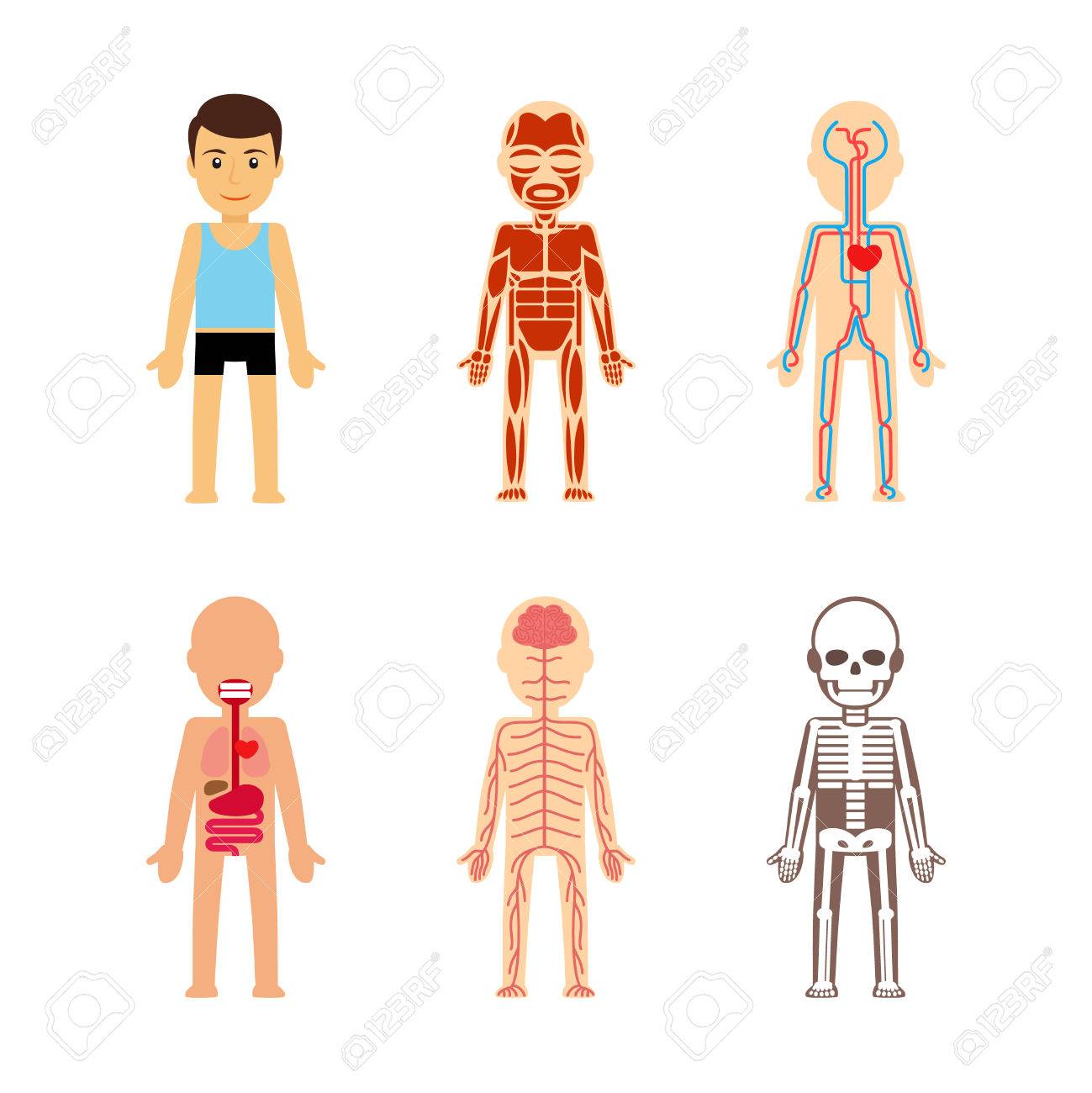 体の解剖学ベクトルのイラスト 骨格 筋肉 循環器や神経 のイラスト素材 ベクタ Image