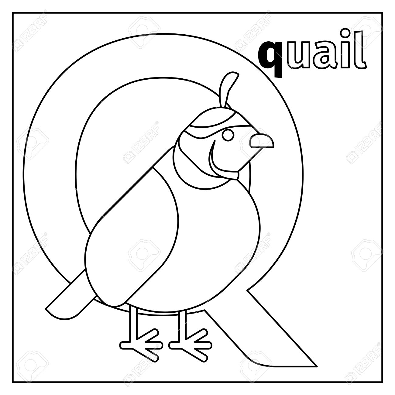 Coloring page or card for kids with English animals zoo alphabet Quail letter Q