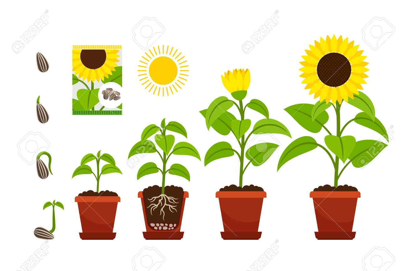 Sonnenblumenkarikatur Vektorillustration Sonnenblumensamling Mit Gelben Blumen Im Topf Lokalisiert Auf Weiss Lizenzfrei Nutzbare Vektorgrafiken Clip Arts Illustrationen Image 87383391