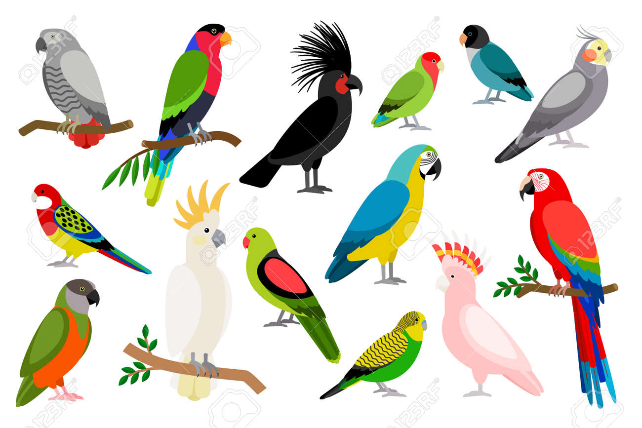 dibujos de loros de colores