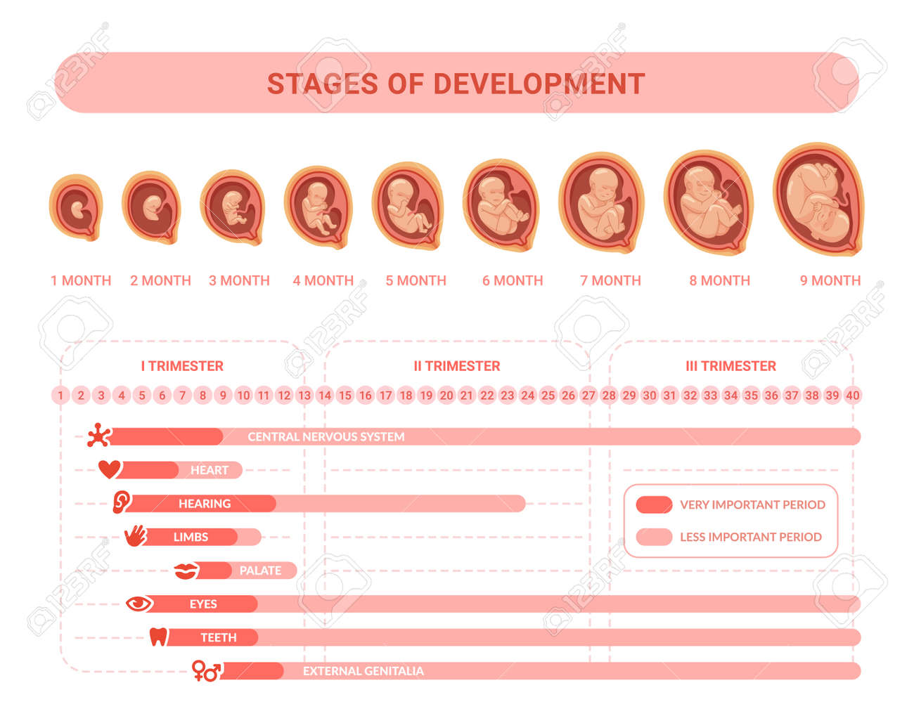 Embryonic Development. Stages Prenatal Growth Healthy Fetus, Fetal Process  Pregnancy, Health Placenta Medical Infographic Embryology Trimester  Calendar, Swanky Vector Illustration Royalty Free SVG, Cliparts, Vectors,  and Stock Illustration. Image ..., image size:1300x1029