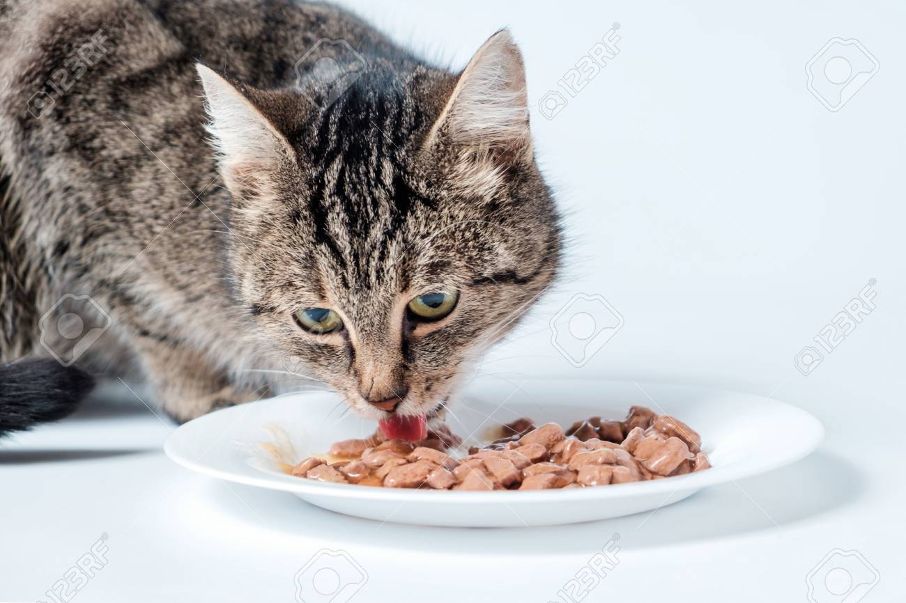 tabby cat diet