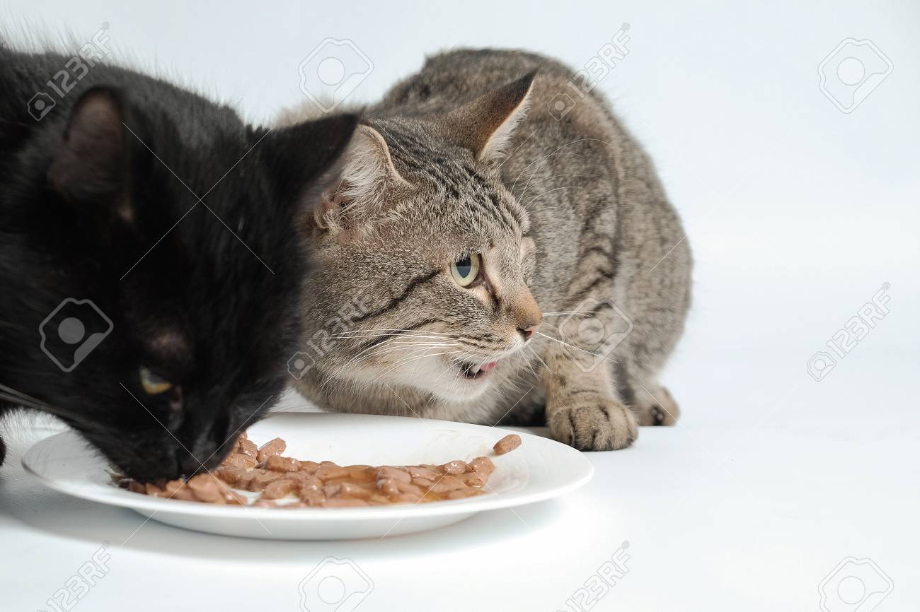 tabby cat diet