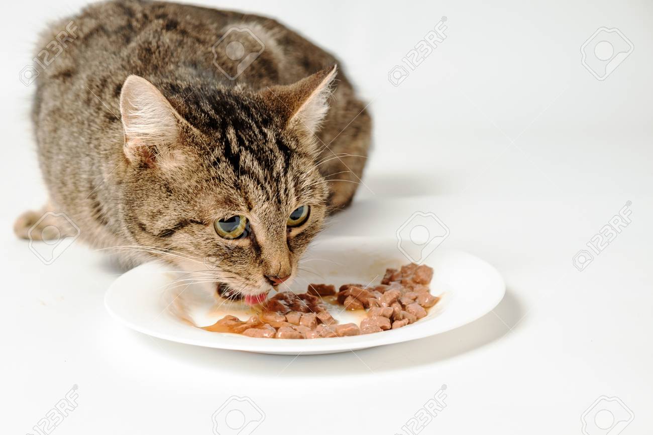 tabby cat diet