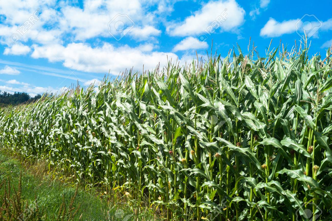 夏 ガリツィア スペインでトウモロコシ畑 の写真素材 画像素材 Image
