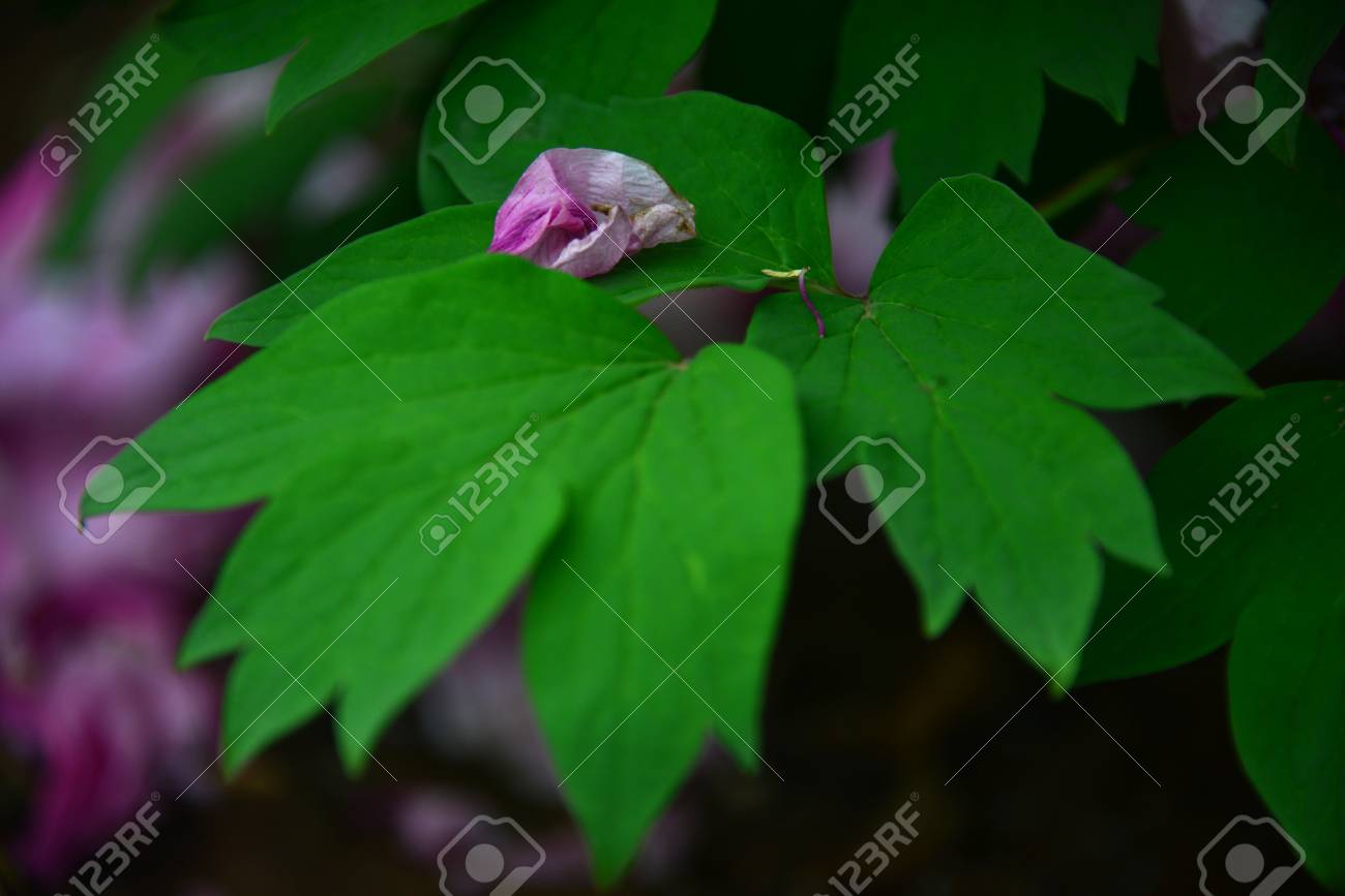牡丹の葉に落ちた葉 の写真素材 画像素材 Image